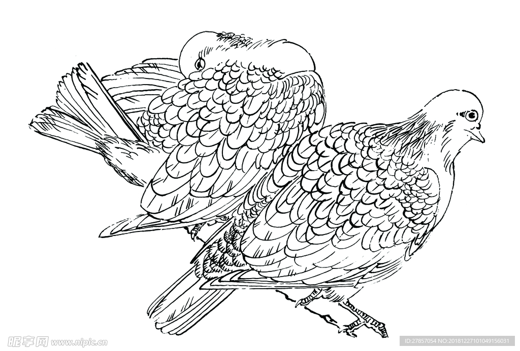 鸽子
