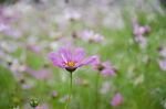 格桑花
