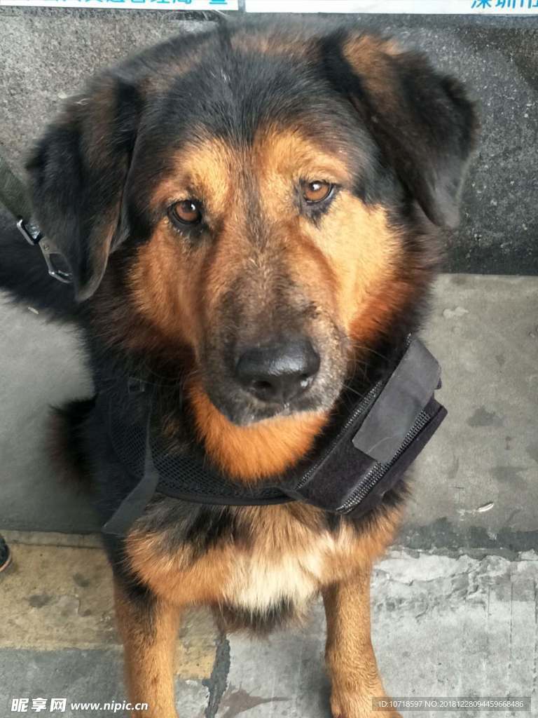 小狗狗