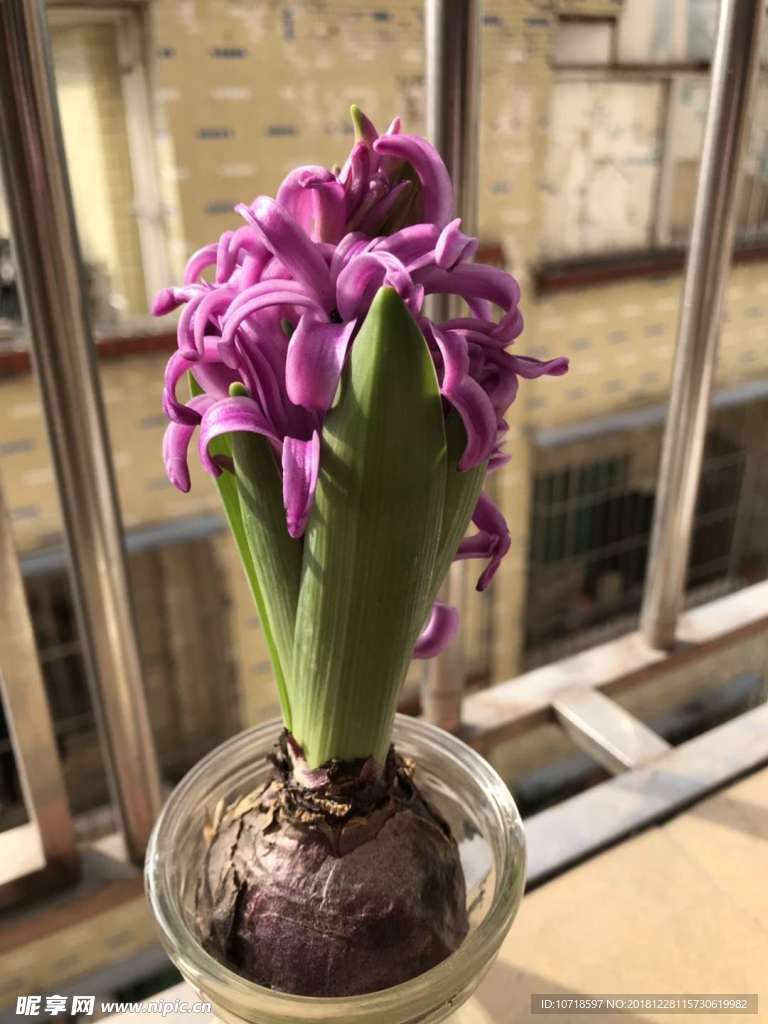 花朵花卉