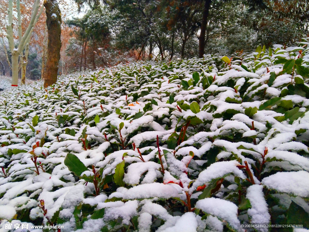 树叶上的积雪