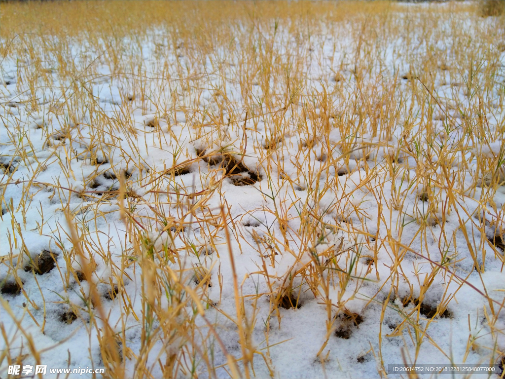 草地上的积雪