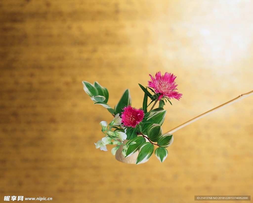 鲜花花朵花卉