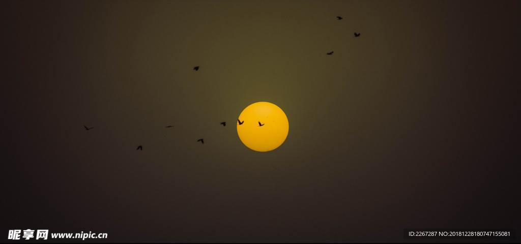 月光下的鸟儿
