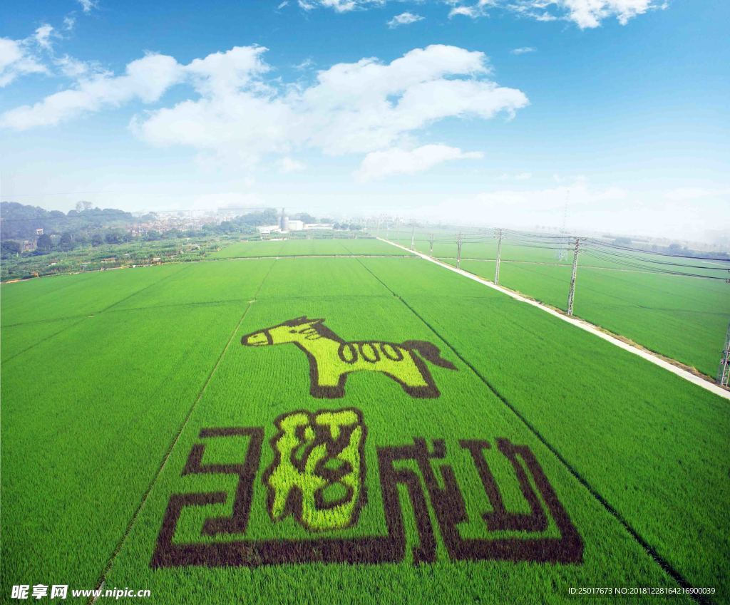 稻田画 马稻成功