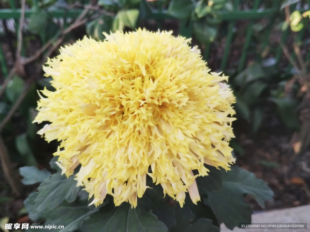 菊花