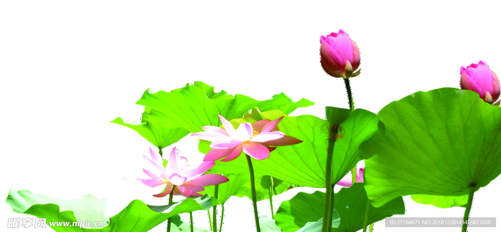 荷花素材  后期素材