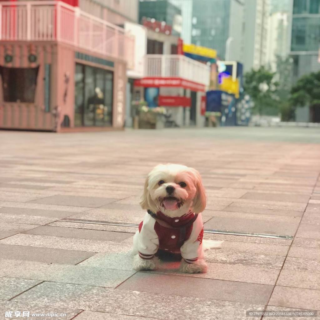 小狗
