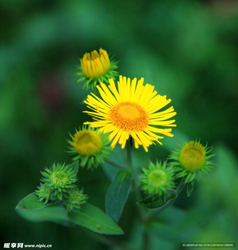 菊花