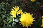 黄菊花