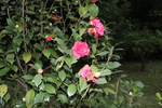 红茶花