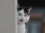 猫咪