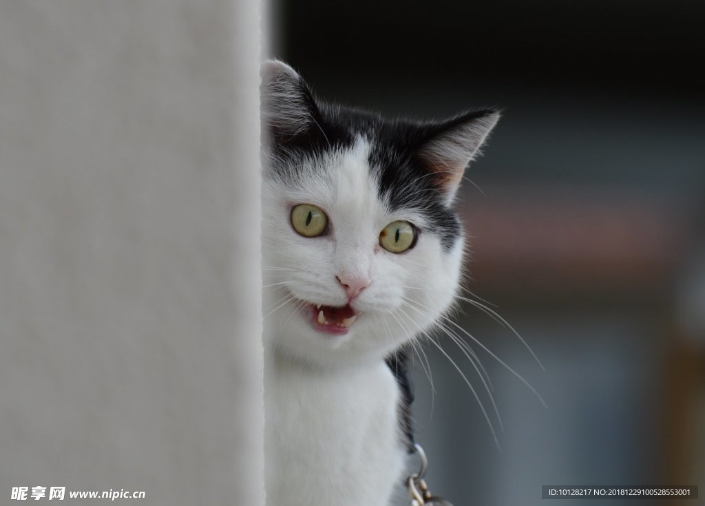 猫咪