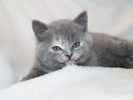 猫咪
