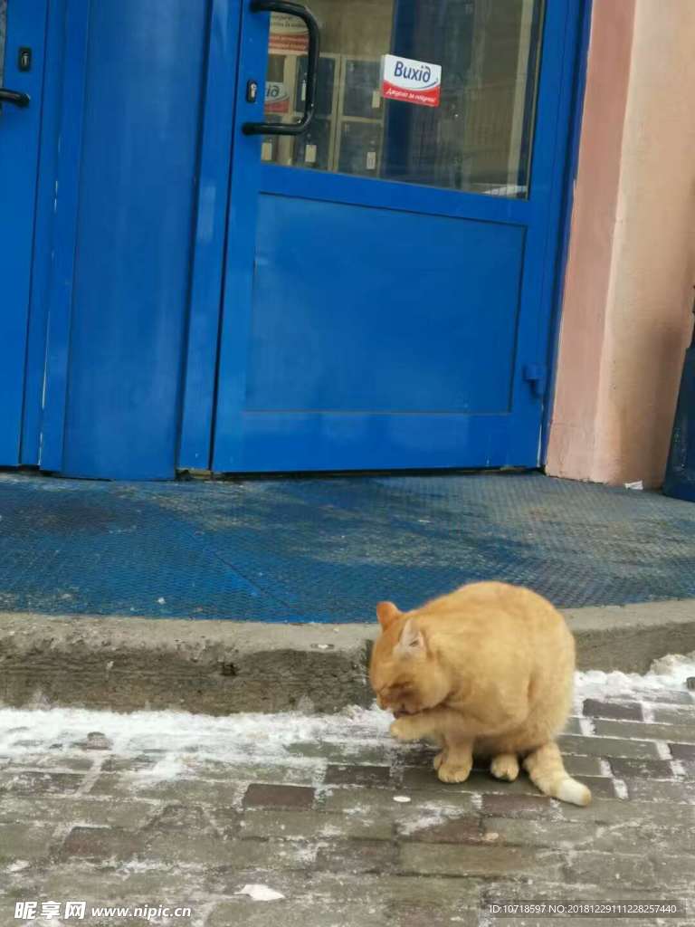 猫咪