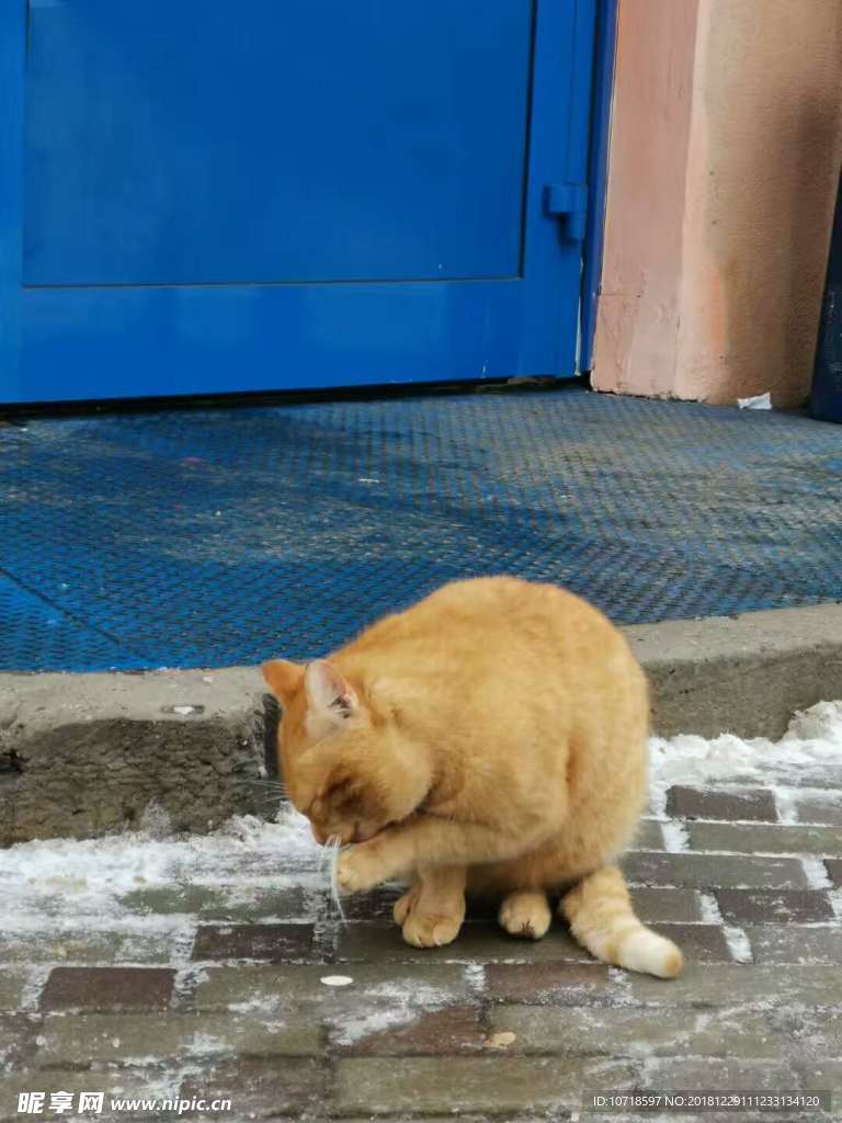 猫咪