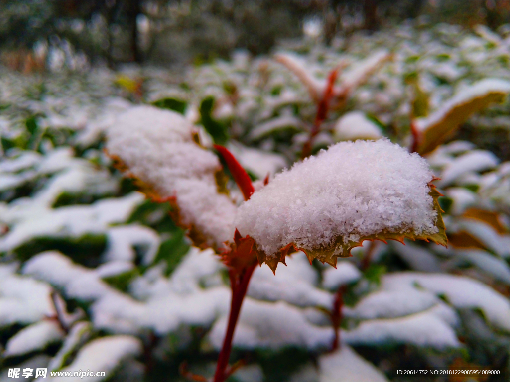 树叶上的白雪