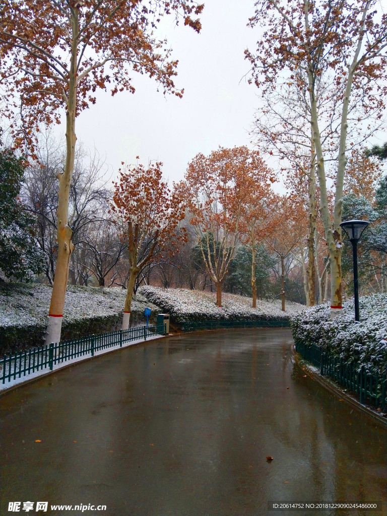 雪天下的公园风景