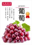 葡萄海报
