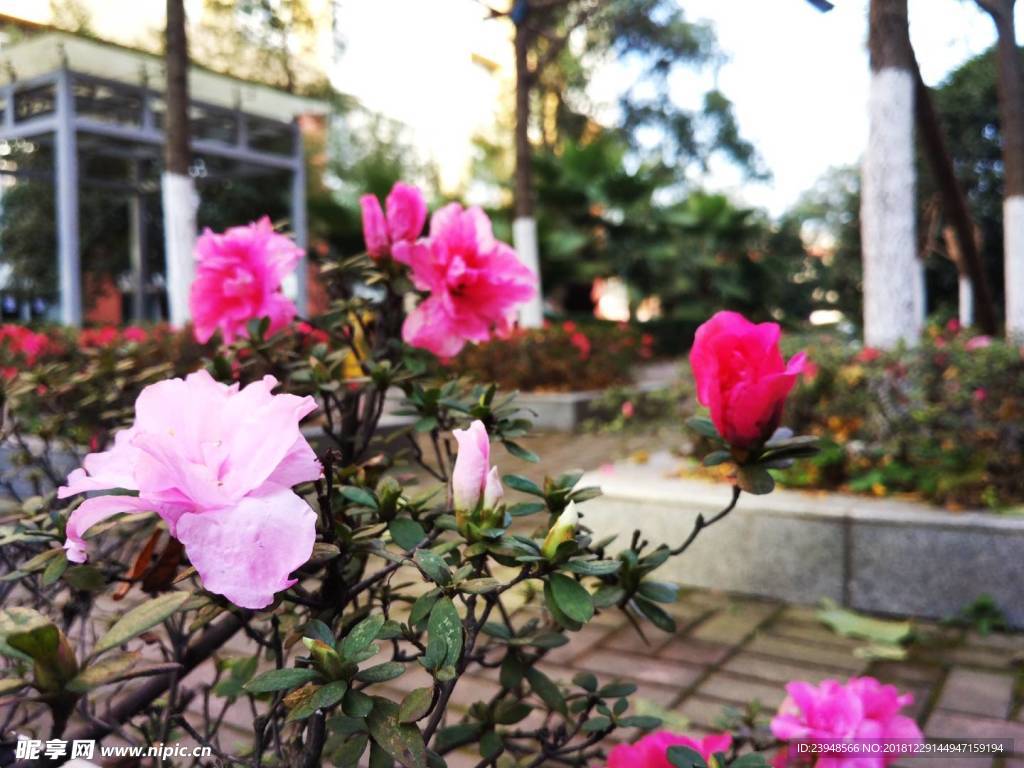 小红花