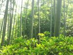 云栖竹径