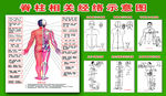 脊柱相关经络示意图