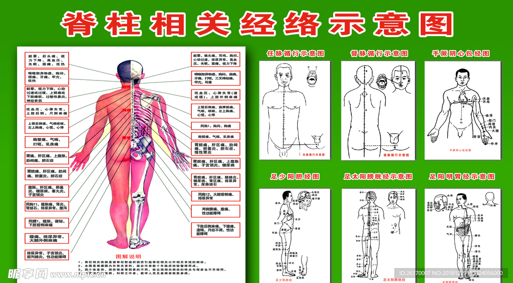 脊柱相关经络示意图