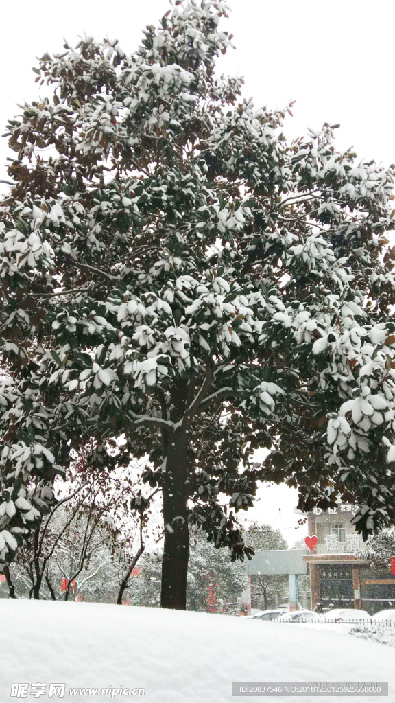 大雪压大树