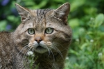 猫咪脸部
