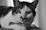猫咪脸部