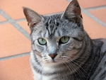 猫咪脸部