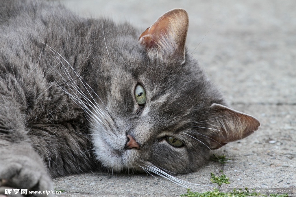 猫咪脸部