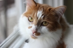 猫咪脸部