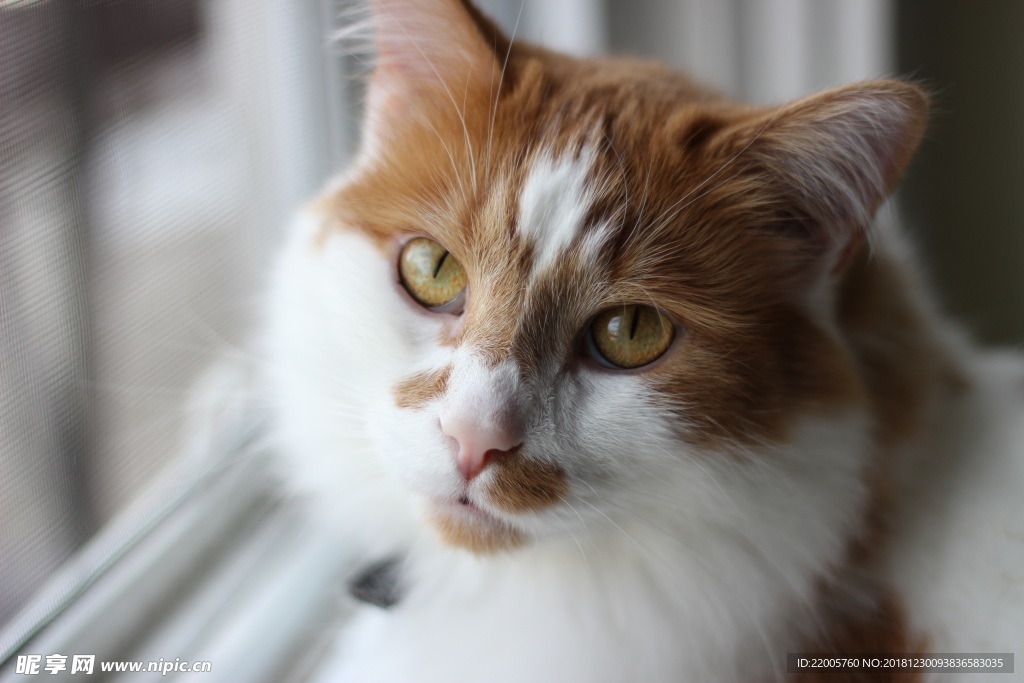 猫咪脸部