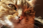 猫咪脸部