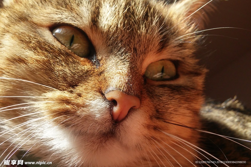 猫咪脸部