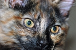 猫咪脸部