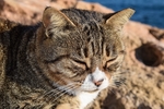 猫咪脸部