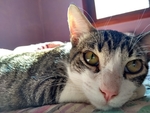 猫咪脸部