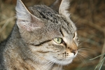 猫咪脸部