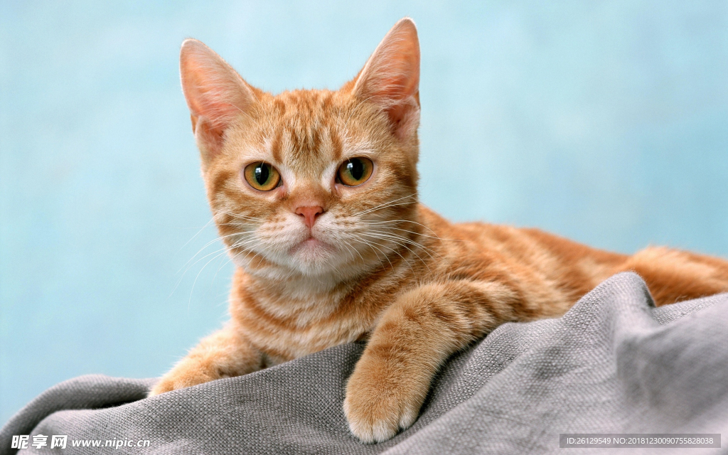 猫