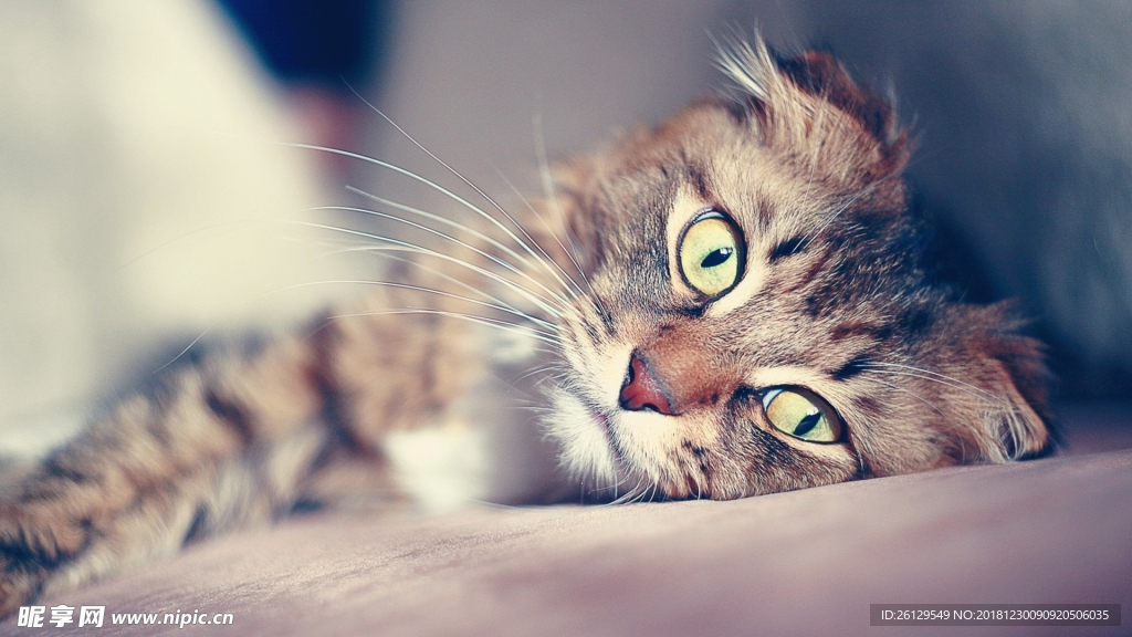 猫