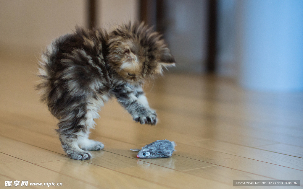 猫