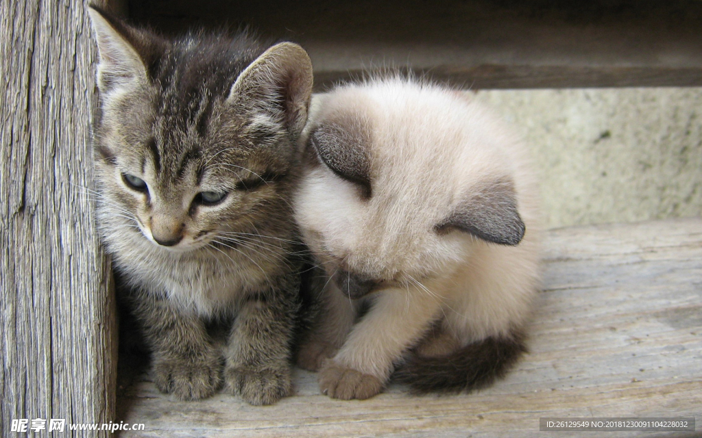 猫