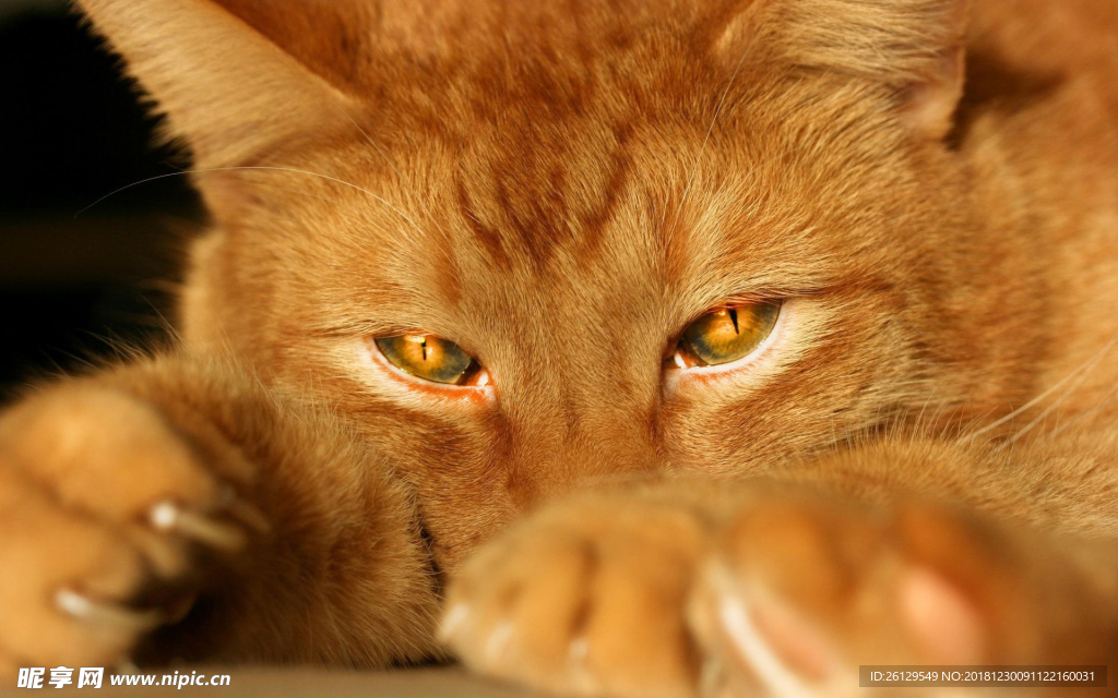 猫