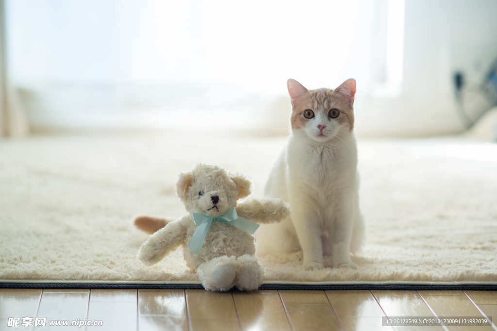 猫