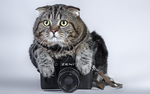 猫