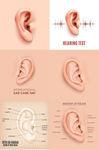 耳部结构矢量图