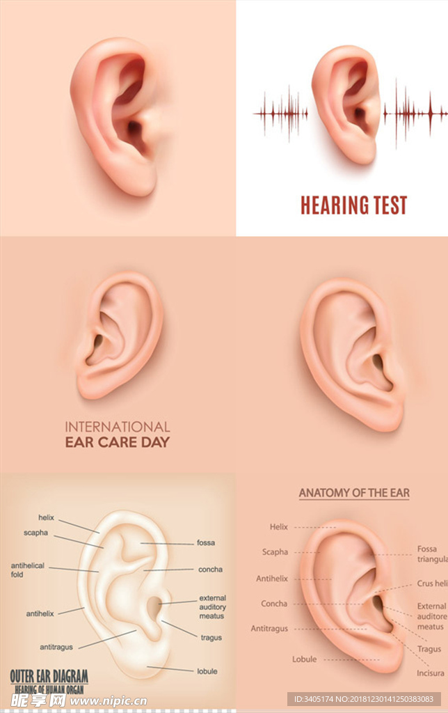 耳部结构矢量图