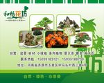 盆景盆栽